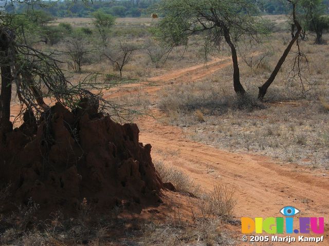 14186 Termite hill